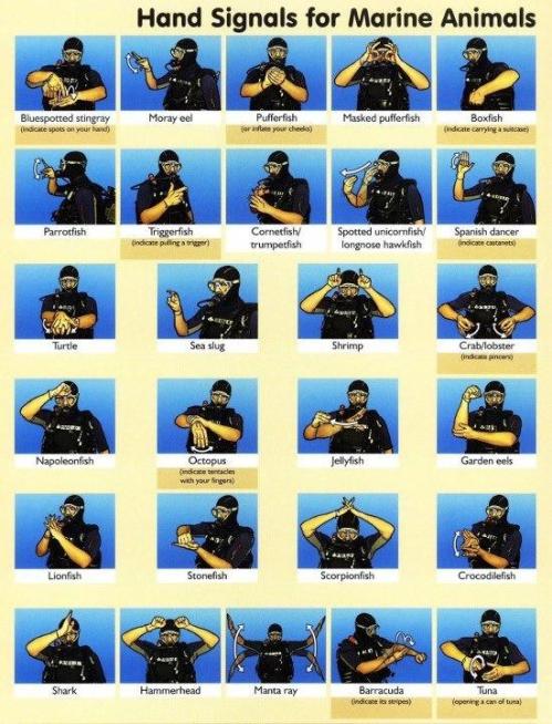 hand signals
